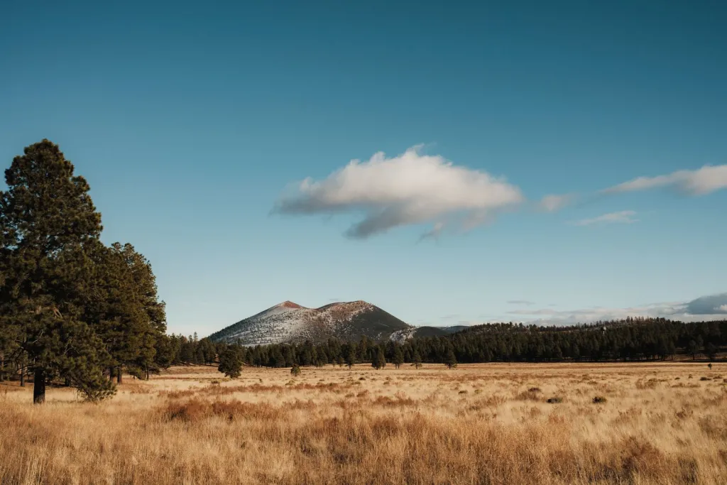Art Rooted in Northern Arizona