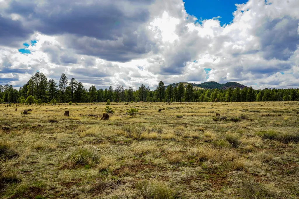 Northern Arizona, Seen Through Art